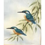 Andrew Osborne (British), a pair of perched Kingfishers, watercolour, signed, 9x12.5ins, framed
