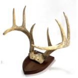 Eight pointer white tail deer antlers on top of skull mounted on wooden shield