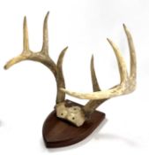 Eight pointer white tail deer antlers on top of skull mounted on wooden shield