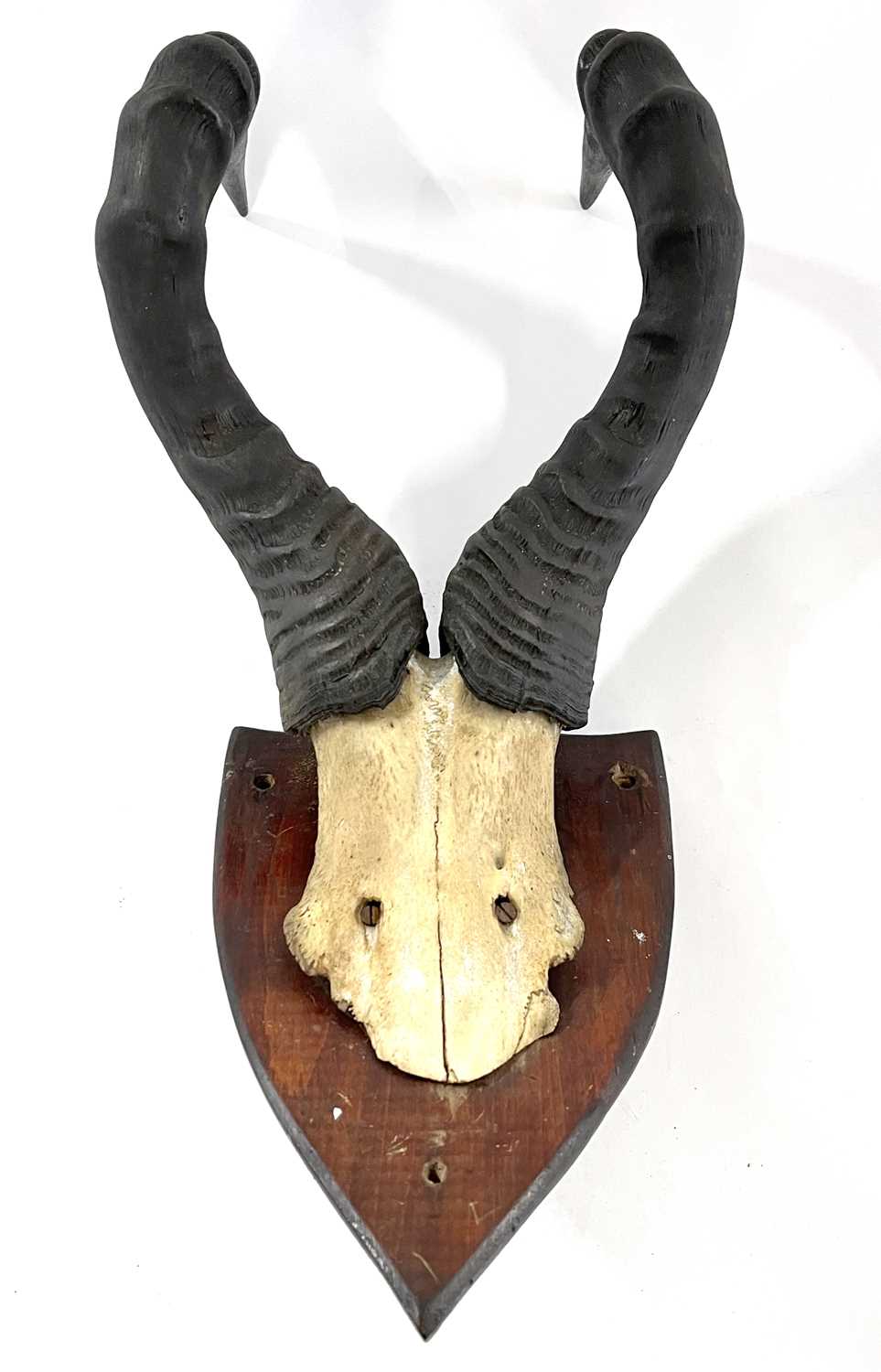 African Hartebeast, horns on top of skull mounted on wooden shield - Image 5 of 6