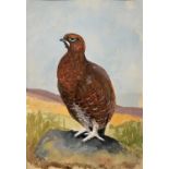 Charles Stanley Todd (British,1923-2004), a red grouse perched on a rock, watercolour and gouache on