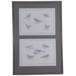 Richard Allan Richardson (British, 20th century), Assortment of garden birds, limited edition, 254/