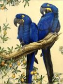 David Ord Kerr (British, b.1951), 'Hyacinth Macaw with Passion Fruit', oil on board, signed, 20.