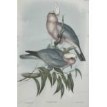 John Gould and Henry Constantine Richer, Roseate Cockatoo, (Plate 13), The Birds of Asia, Charles