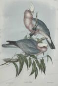 John Gould and Henry Constantine Richer, Roseate Cockatoo, (Plate 13), The Birds of Asia, Charles