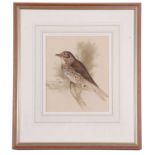 Edna Bizon (British, 20th century) A song thrush perched on a small branch, watercolour, signed,