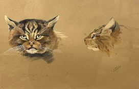 Charles Stanley Todd (British,1923-2004), a head study of a wild cat in a side and full facial
