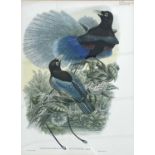 William Matthew Hart (Irish 1830-1908), Prince Rudolph's Bird of Paradise (Plate 38) from Richard