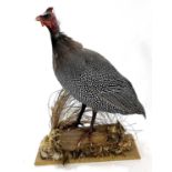 Taxidermy Guinea Fowl in naturalist setting standing on log by Taxidermist H R Bennets