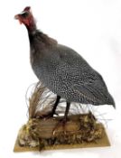 Taxidermy Guinea Fowl in naturalist setting standing on log by Taxidermist H R Bennets