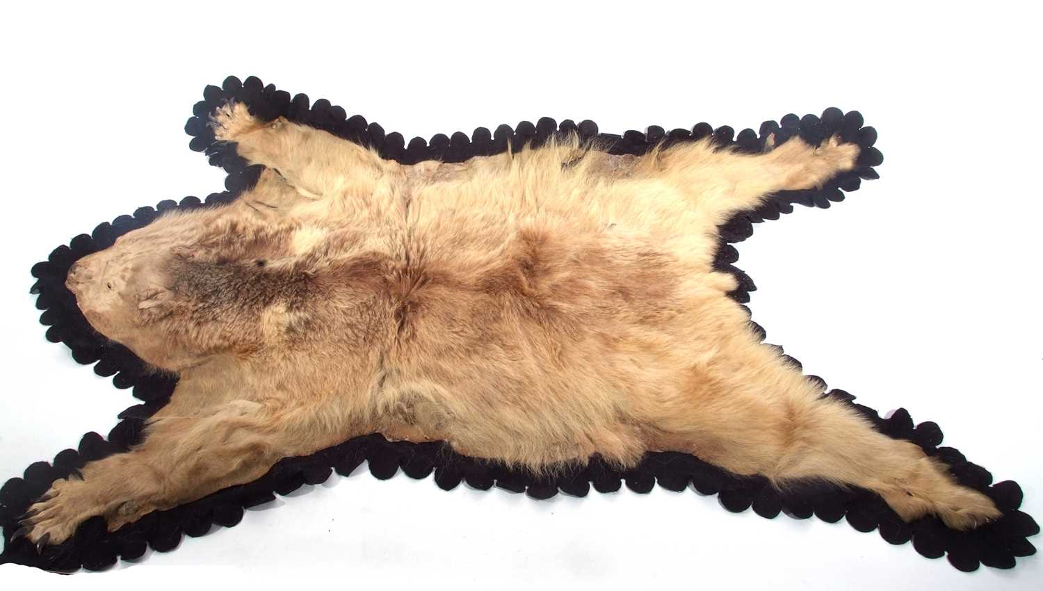 20th century possibly circa 20s/30s Syrian Brown Bear (Ursus arctos Syriacus) skin rug on black felt - Image 7 of 12