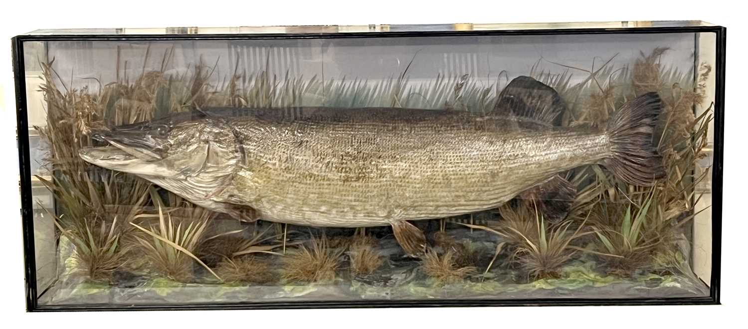 Large Taxidermy cased Pike in naturalistic setting by E C Saunders of Great Yarmouth (label bottom