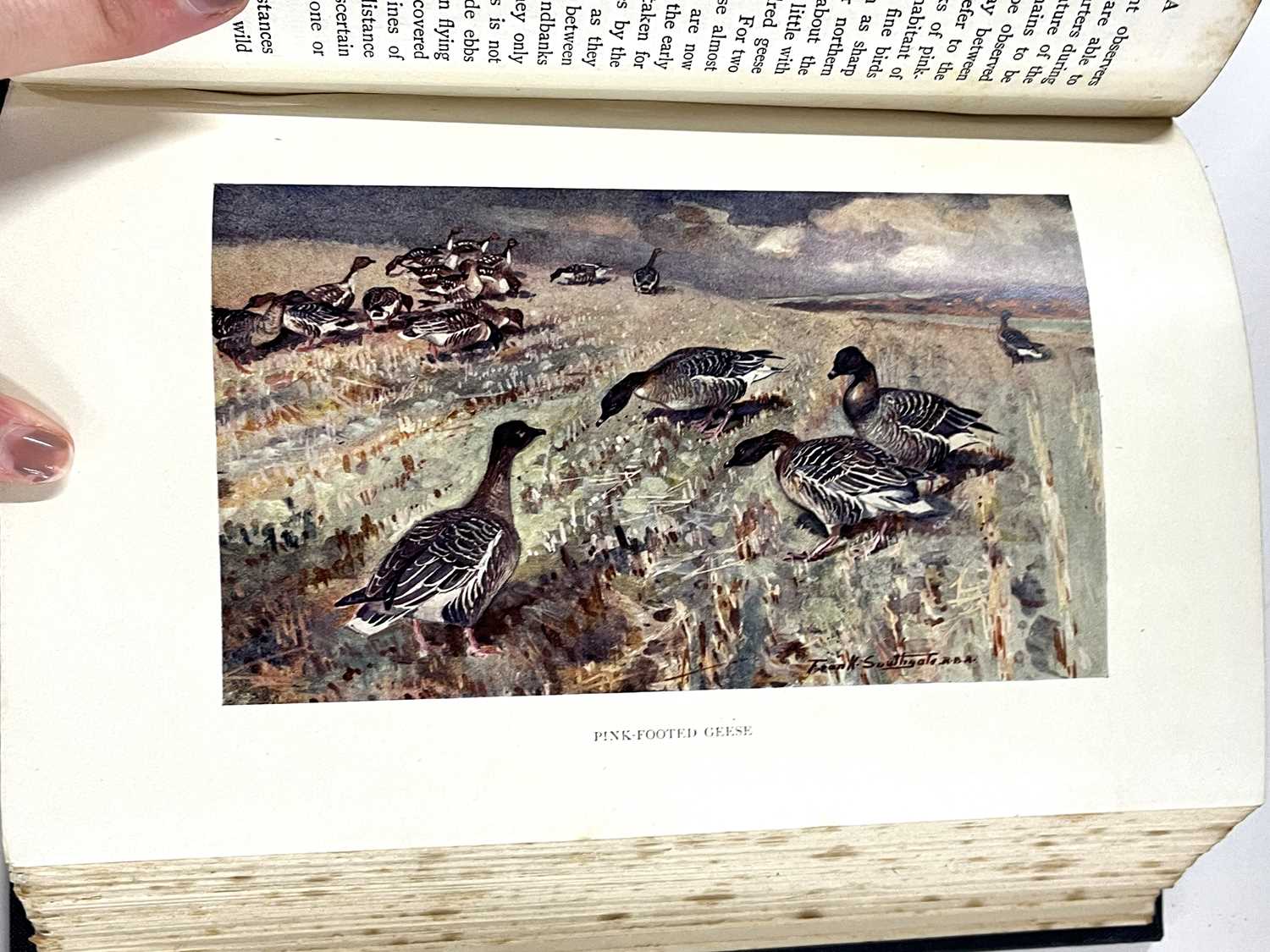 Small box containing bird books including Birds Ashore and Aforeshore by Patrick Chalmers, - Image 4 of 14