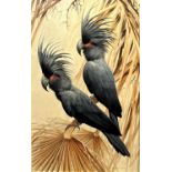 David Ord Kerr (British, b.1951), 'Pair of Palm Cockatoo', oil on board, signed,18.5x30ins, framed