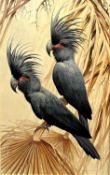 David Ord Kerr (British, b.1951), 'Pair of Palm Cockatoo', oil on board, signed,18.5x30ins, framed