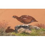 Charles Stanley Todd (British,1923-2004), a pair of red grouse, watercolour and gouache on paper,