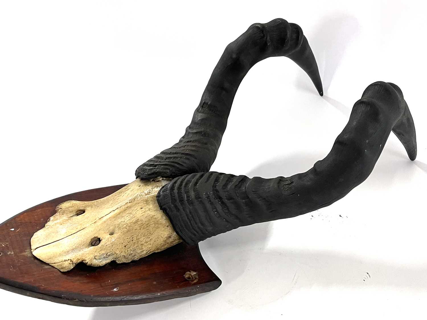 African Hartebeast, horns on top of skull mounted on wooden shield - Image 2 of 6