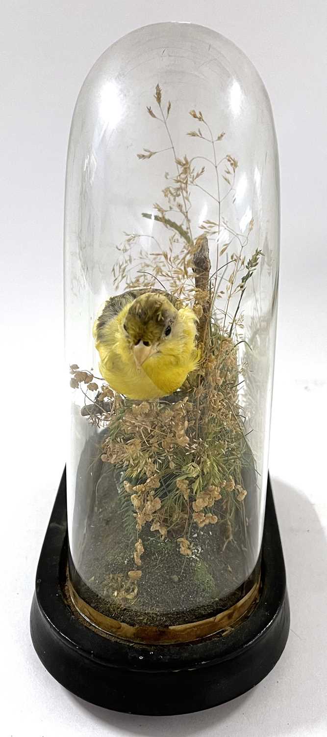 Taxidermy Canary in naturalist setting under dome by Naturalist Walter Lowne of Fullers Hill, - Image 2 of 4