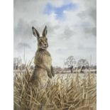 John Paley (British, 20th/21st century), a standing hare, watercolour, signed, 15x11ins, framed