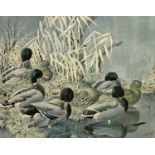 After Charles Frederick Tunnicliffe (1901-1979), 'Mallard', limited edition lithograph, numbered 484