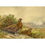 Charles Stanley Todd (British,1923-2004), a pair of red grouse, watercolour and gouache, signed,
