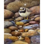 Andrew Haslen (British b.1953), Ringed Plover, oil on canvas, signed, 17x15Qty: 1