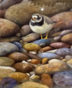 Andrew Haslen (British b.1953), Ringed Plover, oil on canvas, signed, 17x15Qty: 1