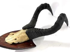 African Hartebeast, horns on top of skull mounted on wooden shield