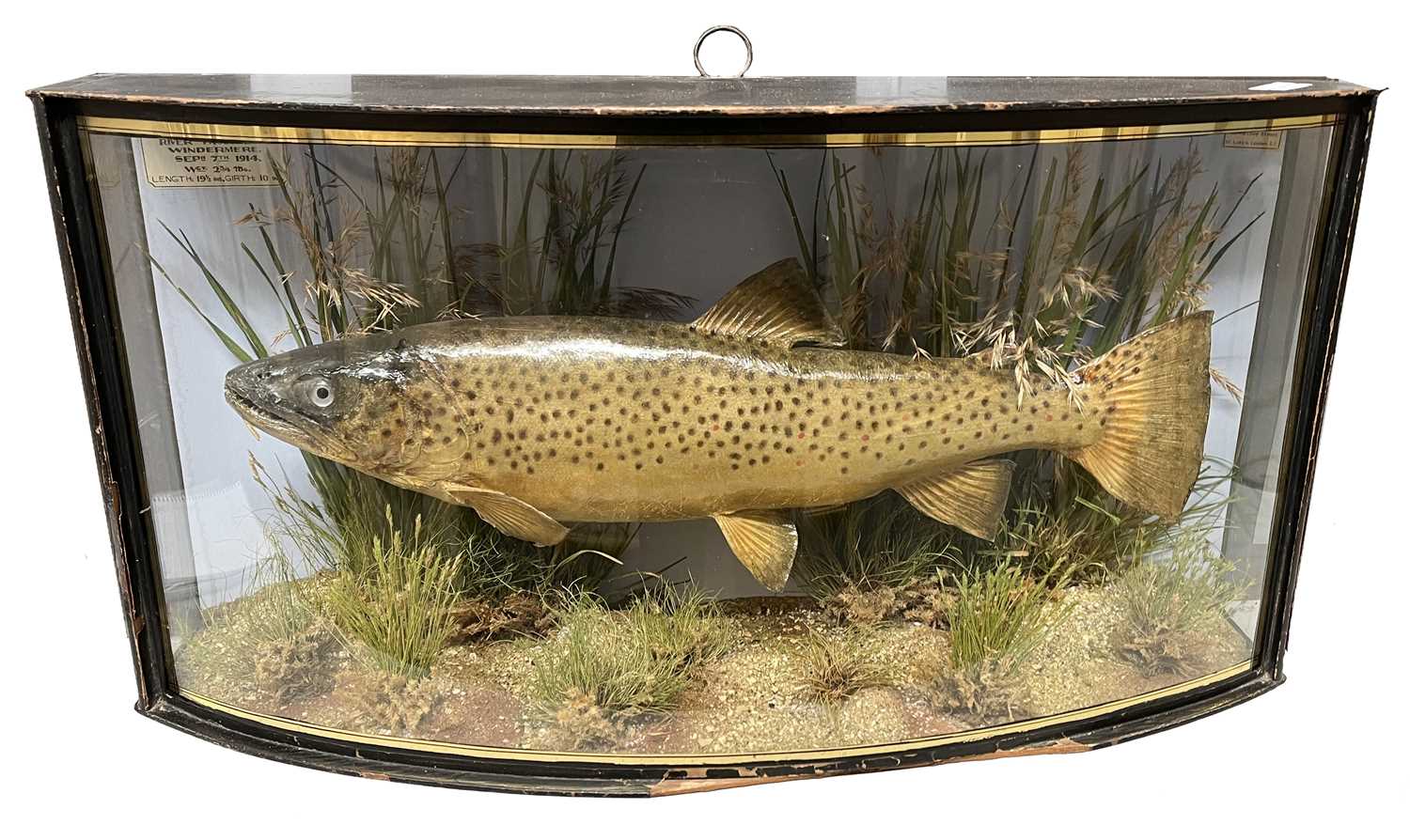 Taxidermy cased Trout in naturalistic setting caught by O Wilkinson in River Troutbeck, Lake