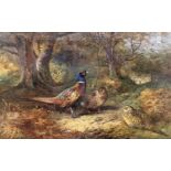 After Archibald Thorburn (British,1860-1935), a group of ring necked and hen pheasants in