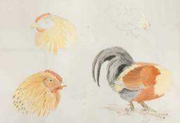 Charles Stanley Todd (British,1923-2004), a hen study in four varying anatomical profiles,