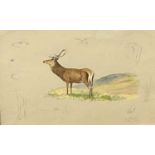 Charles Stanley Todd (British,1923-2004), a study of a red deer stag, a central watercolour and