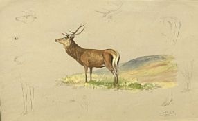 Charles Stanley Todd (British,1923-2004), a study of a red deer stag, a central watercolour and