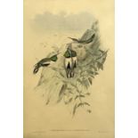 John Gould and H.C.Richter, "White-Sided Hill-star", coloured lithograph,13x20ins, framed and