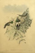 John Gould and H.C.Richter, "White-Sided Hill-star", coloured lithograph,13x20ins, framed and