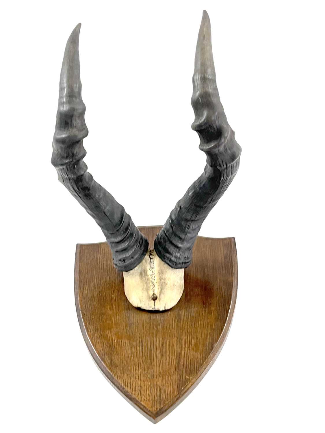 African Hartebeest, horns on top of skull mounted on wooden shield - Image 2 of 4
