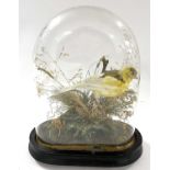 Taxidermy Canary in naturalist setting under dome by Naturalist Walter Lowne of Fullers Hill,