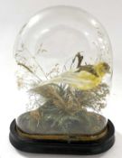 Taxidermy Canary in naturalist setting under dome by Naturalist Walter Lowne of Fullers Hill,