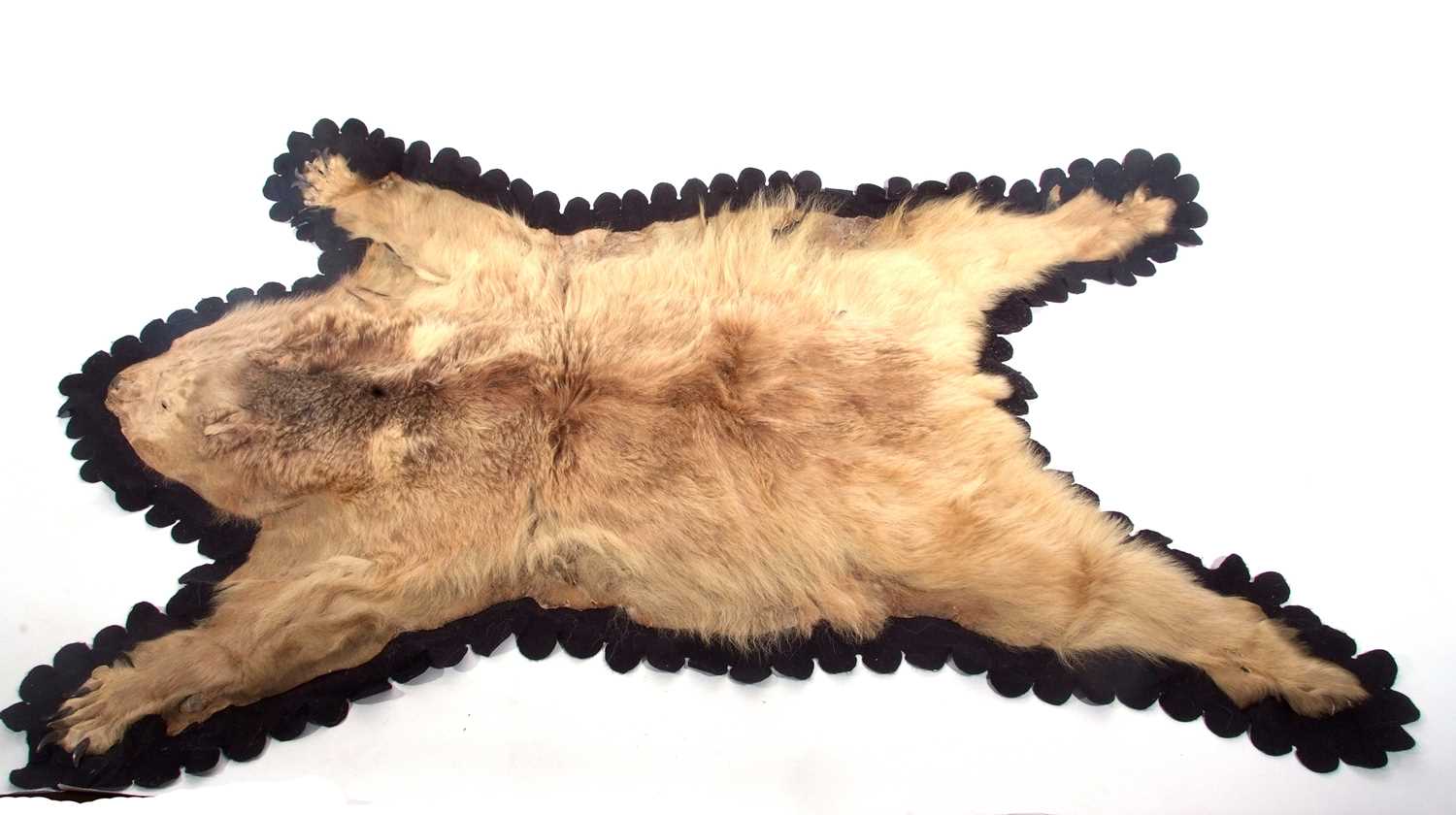 20th century possibly circa 20s/30s Syrian Brown Bear (Ursus arctos Syriacus) skin rug on black felt - Image 2 of 12