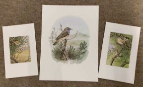 After Richard A. Richardson, 'Bluethroat' painted at Blakeney Point Nature Reserve, 'Firecrest'