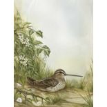 Andrew Osborne (British), Snipe watercolour, signed, 10x13.5ins, framed and glazed.