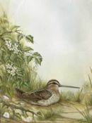 Andrew Osborne (British), Snipe watercolour, signed, 10x13.5ins, framed and glazed.