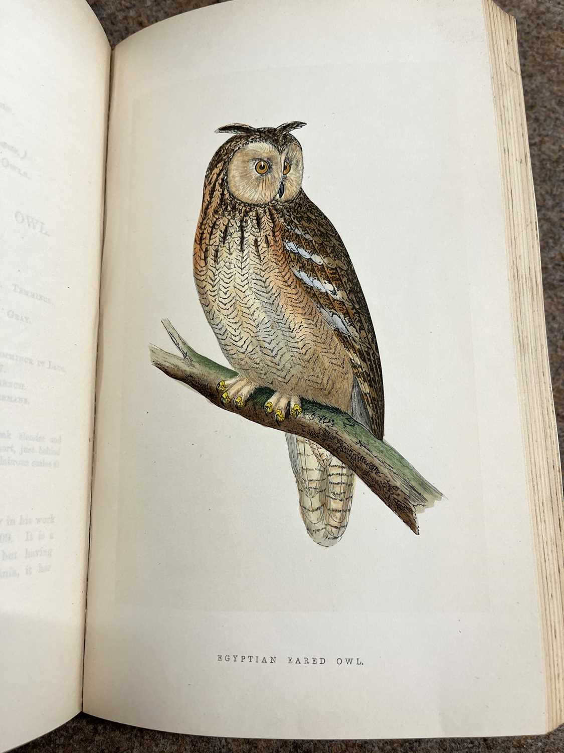 Bree - History of the Birds of Europe - Bree History of the Birds of Europe, 4 Vols, 1863-66, - Image 5 of 8