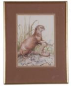 John Last (British contemporary), Otter, watercolour, signed, 10x7ins, framed and glazed