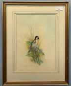 Andrew Osborne (British), Bull Finch, watercolour, signed, 9x11.5ins, framed and glazed.