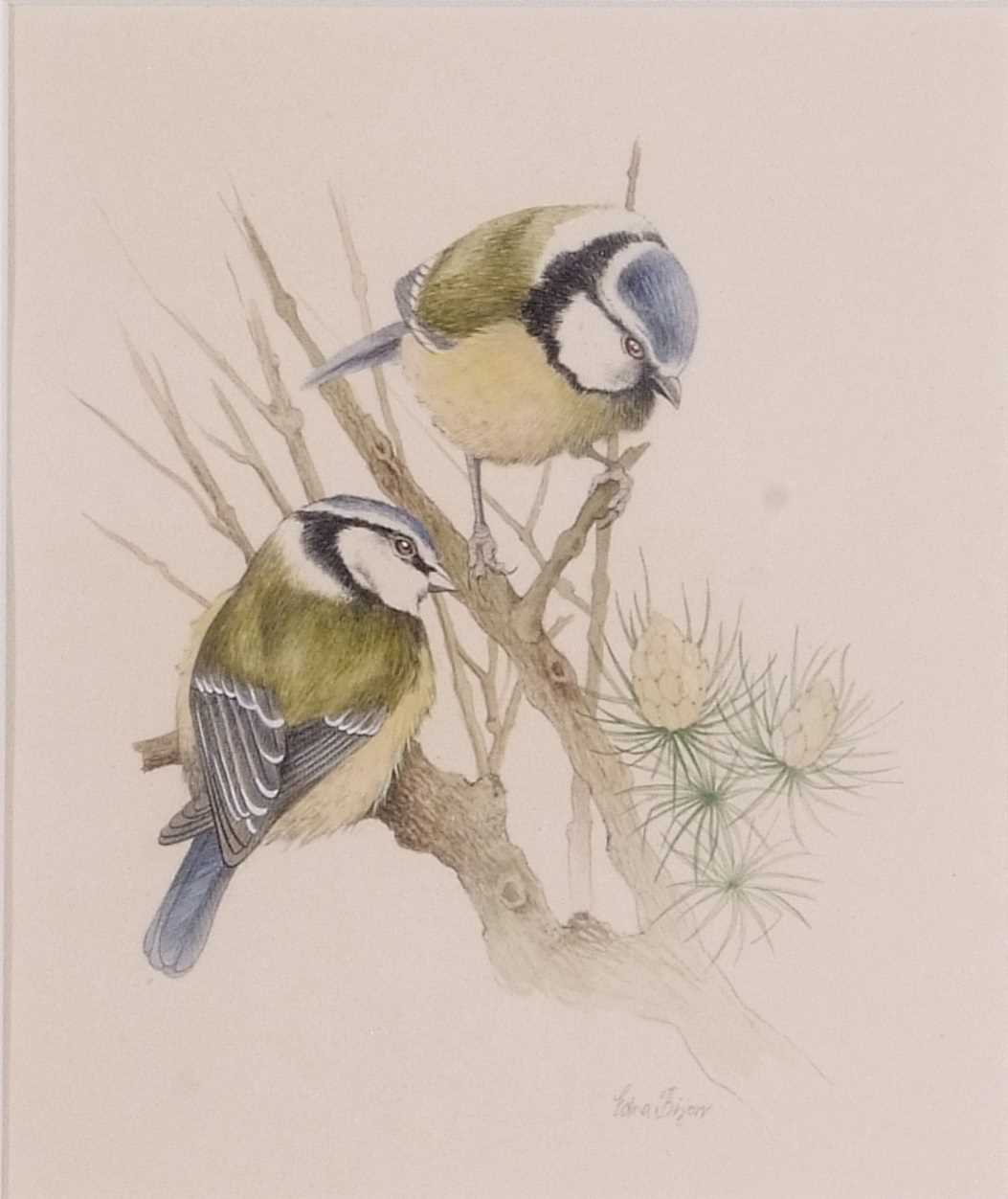 Edna Bizon (British, 20th century) Two great tits on a branch, watercolour, signed 10x11ins, - Image 2 of 2
