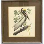 British, 20th century, 'Brown Pelican' Pelecanus Fuscus, chromolithograph, framed and glazed.