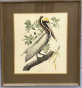 British, 20th century, 'Brown Pelican' Pelecanus Fuscus, chromolithograph, framed and glazed.