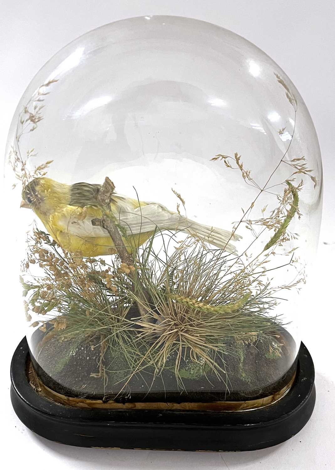 Taxidermy Canary in naturalist setting under dome by Naturalist Walter Lowne of Fullers Hill, - Image 3 of 4