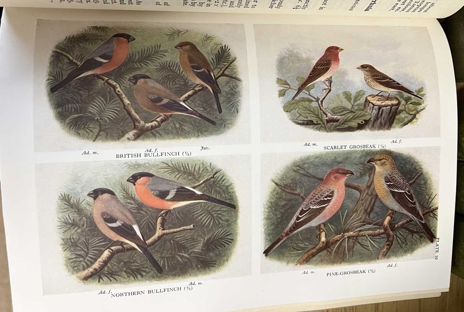 Handbook of British Birds by Witherby, published London, H F & G Witherby, Edited also by - Image 4 of 5